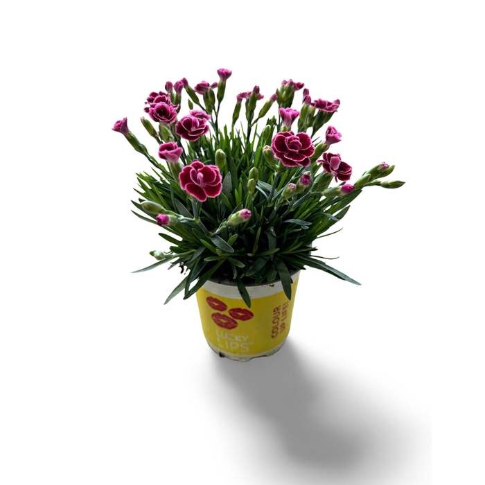 <h4>Dianthus Lucky Lips 'Lara' 10,5 CM © Exclusief</h4>
