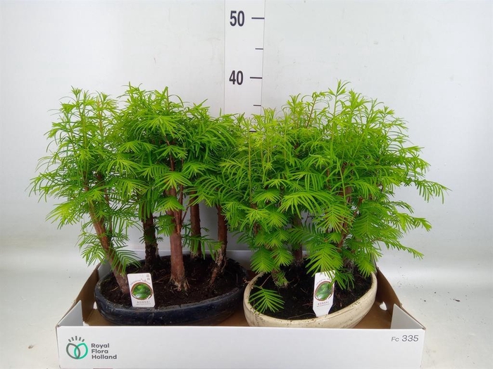 <h4>Bonsai   ...</h4>