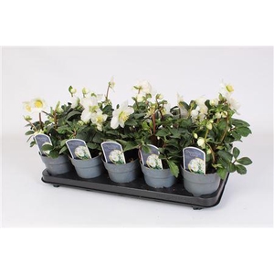 Helleborus N. Christmas Carol 12cm
