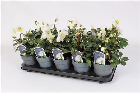 <h4>Helleborus N. Christmas Carol 12cm</h4>