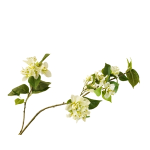 Bougainvillea White