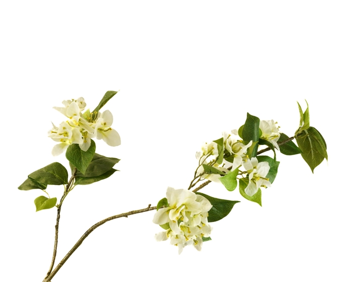 <h4>Bougainvillea White</h4>