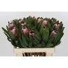 Protea Pink Ice