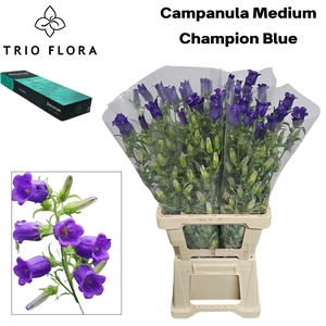 CAMP M CHAMPION BLUE Small Box 40