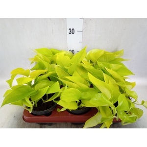 Epipremnum pinn. 'Golden Pothos'