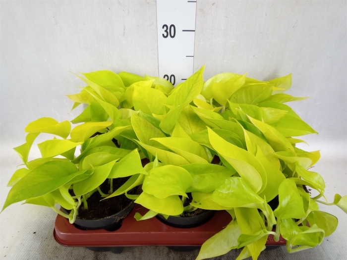 <h4>Epipremnum pinn. 'Golden Pothos'</h4>