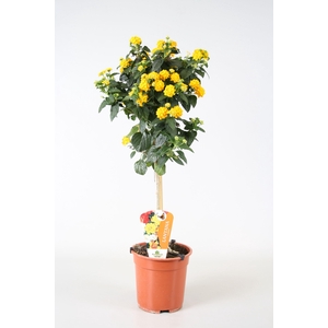 Lantana camara (op stam ) geel