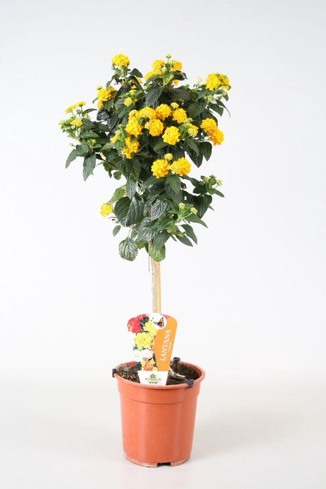 <h4>Lantana camara (op stam ) geel</h4>