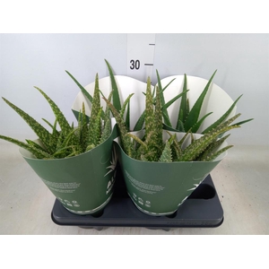 Aloe   ...mix