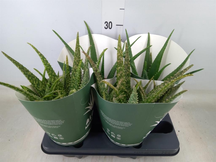 <h4>Aloe   ...mix</h4>