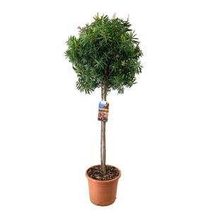 Callistemon masotti
