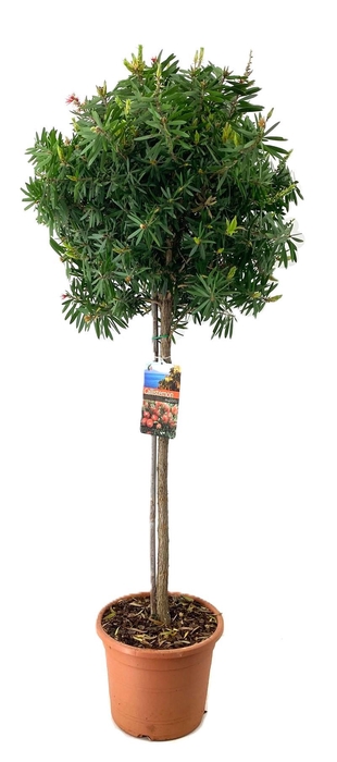 <h4>Callistemon masotti</h4>