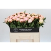 Paeonia Florence Nicholls