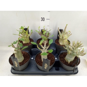 Adenium NB 'Ansu Baobab'