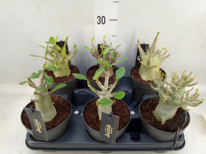 <h4>Adenium NB 'Ansu Baobab'</h4>