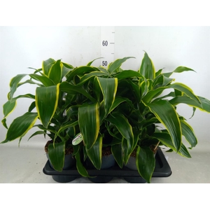 Dracaena frag. 'Dorado'