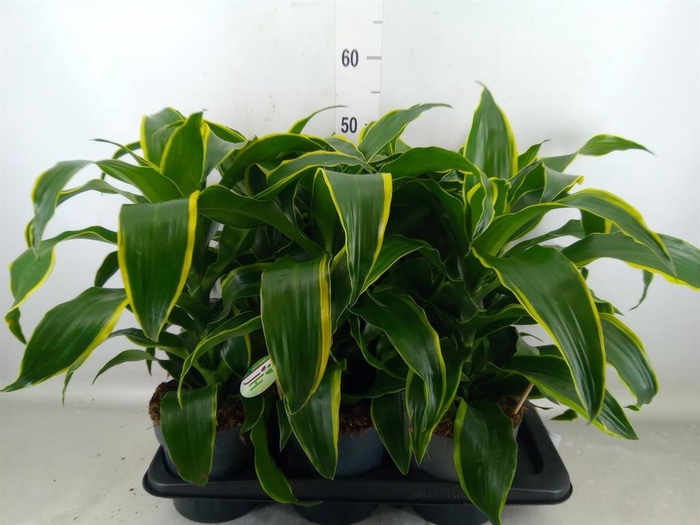<h4>Dracaena frag. 'Dorado'</h4>