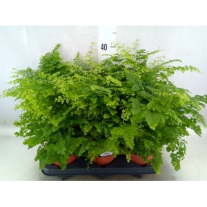 Adiantum raddi. 'Fritz-Luthi'