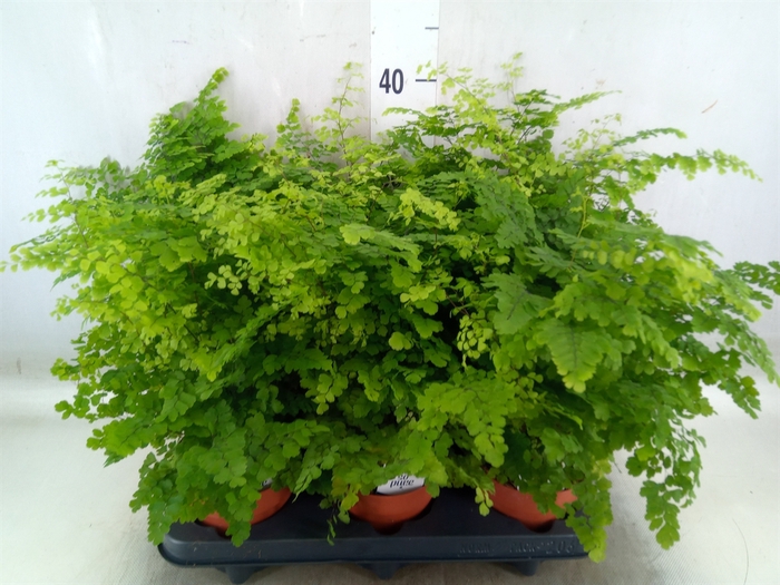 <h4>Adiantum raddi. 'Fritz-Luthi'</h4>