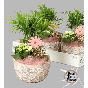 ARR KAMERPLANTEN H%