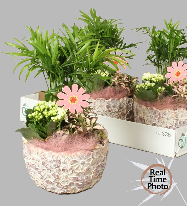 <h4>ARR KAMERPLANTEN H%</h4>
