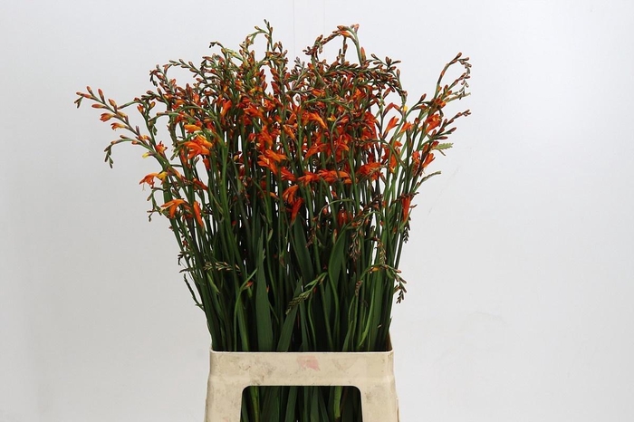 <h4>Crocos Red King</h4>