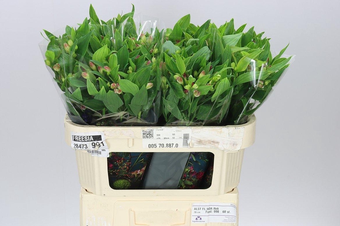 <h4>Alstro Charm Noa</h4>