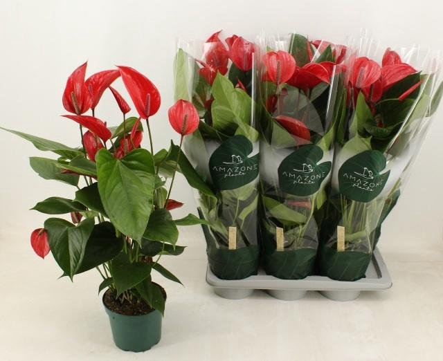 <h4>ANTHU MELODIA IBIS</h4>