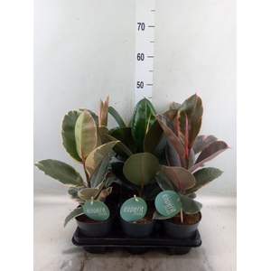 Ficus elastica   ...