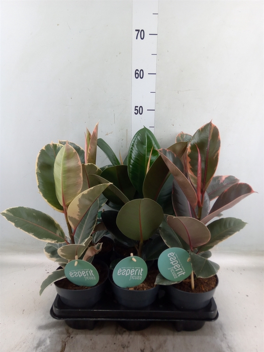 <h4>Ficus elastica   ...</h4>