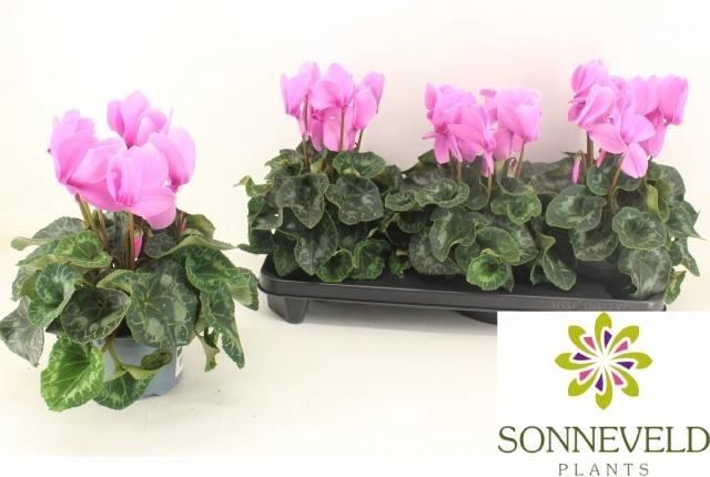 <h4>CYCL GR HAL HD</h4>