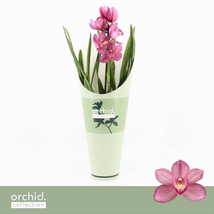 <h4>Cymbidium, Simono 1-spike 'Orchid Collection' Potcover</h4>