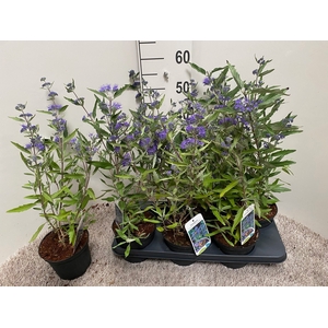 CARYO CL HEAVEN BLUE