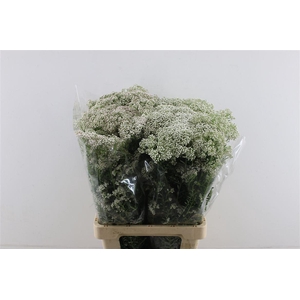 Rice Flower White