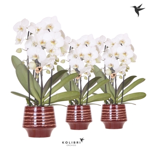 Kolibri Orchids Cascade Niagara Fall white 3 spike in Moonstone pot red