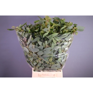 Eucal Populus With Berries 300gr