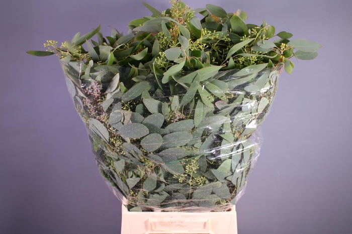 <h4>Eucal Populus With Berries 300gr</h4>
