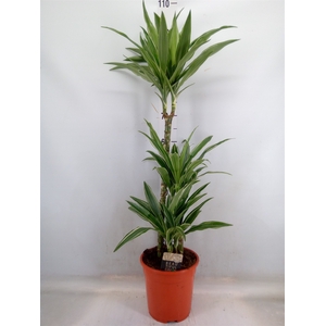 Dracaena fr de 'Warneckei'