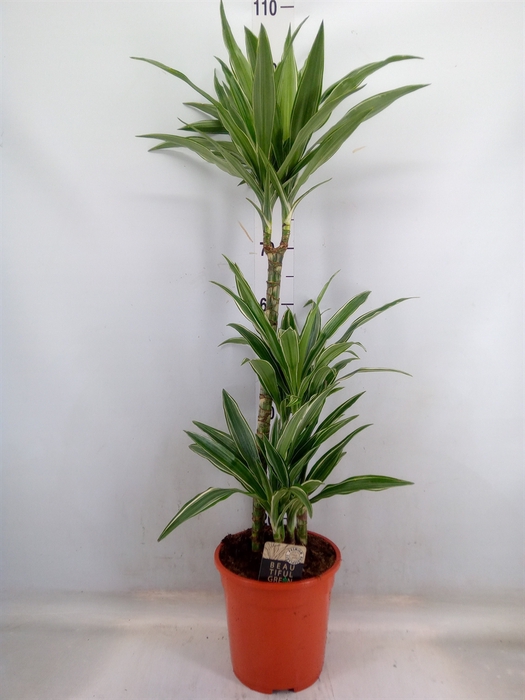 <h4>Dracaena fr de 'Warneckei'</h4>