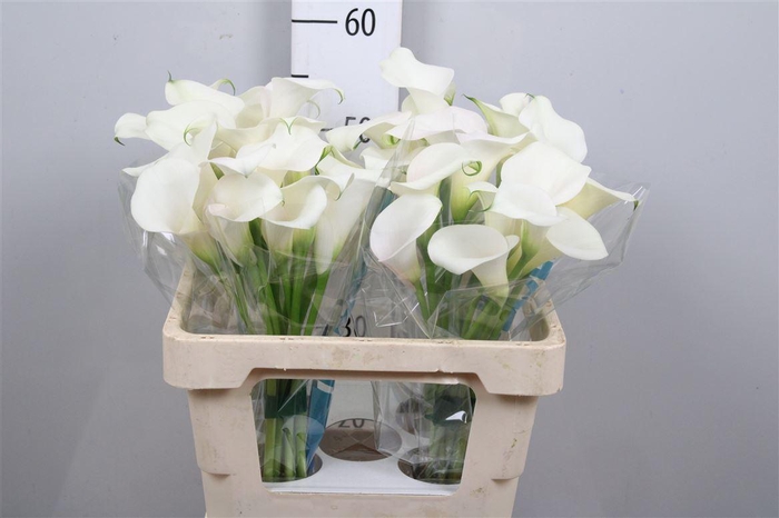 <h4>Zant Capt Ventura</h4>