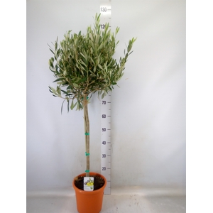 Olea europaea