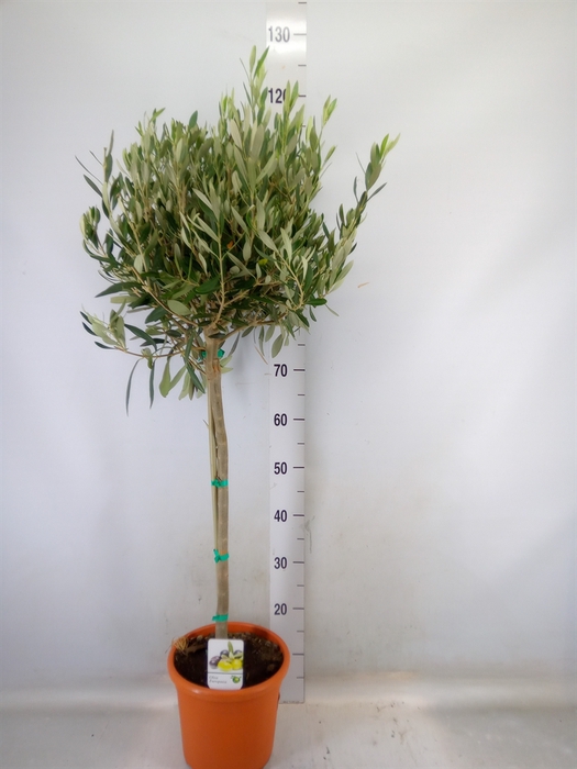 <h4>Olea europaea</h4>