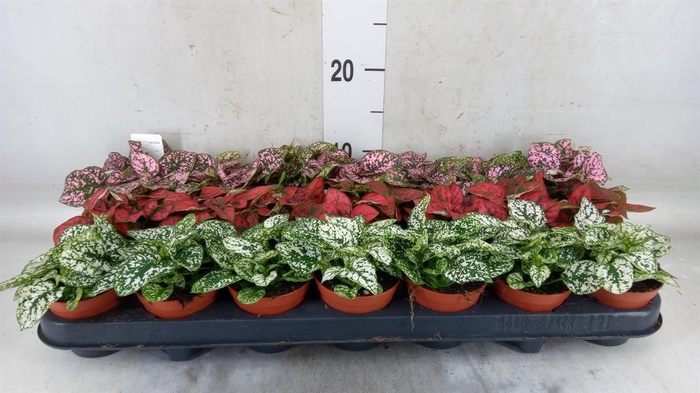 <h4>Hypoestes phyllo.   ...mix</h4>