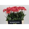 Dahlia DE 'Sebastian'