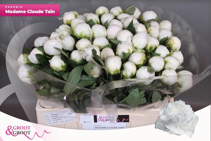 <h4>PAEO L MME CL TAIN</h4>