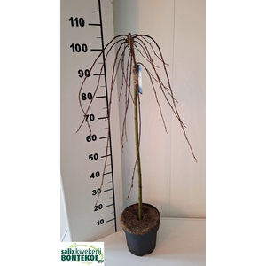 Salix caprea Kilmarnock (pendula)