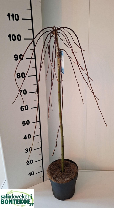 <h4>Salix caprea Kilmarnock (pendula)</h4>