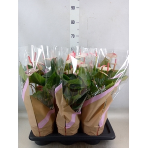 Anthurium  'Pr. Amalia Elegance'
