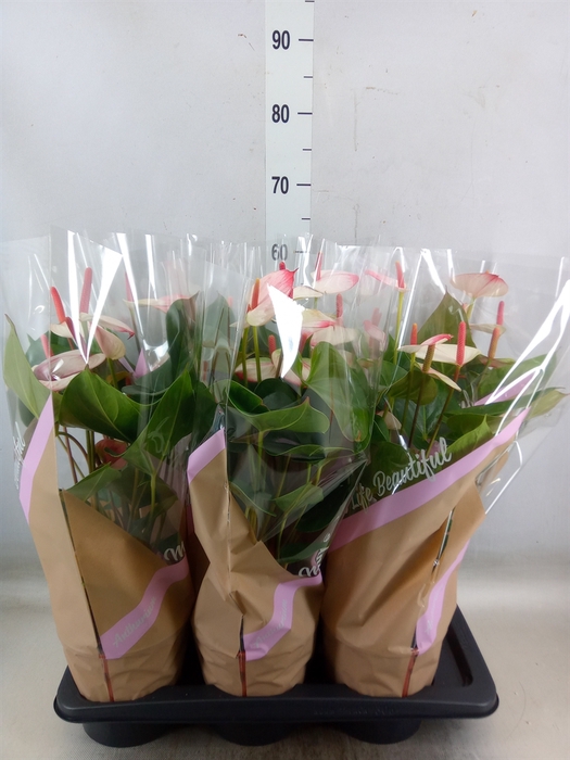 <h4>Anthurium  'Pr. Amalia Elegance'</h4>
