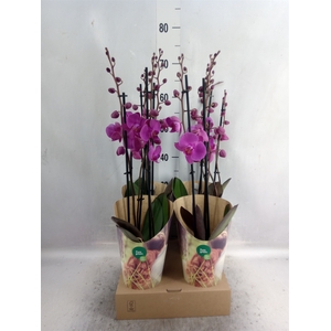 Phalaenopsis  'Evolution'